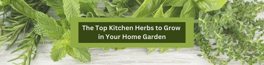 Spice Up Your Life: The Top Kitchen Herbs to Grow in Your Home Garden