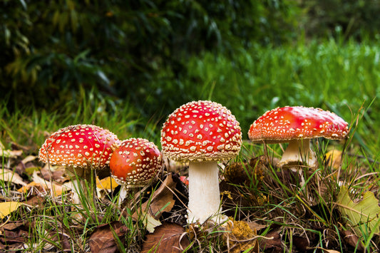 Red and White mushrooms Fairy Rings