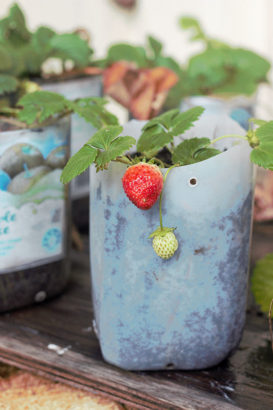 Growing Food in Milk Bottles- Reduce Waste and Save Money