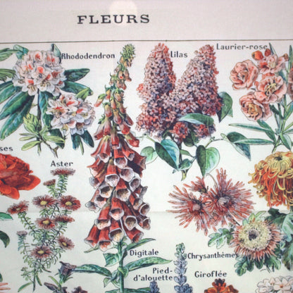 Cottagecore Botanical Print Wall Hanging / Floral Illustration Identification Chart